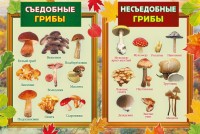 Учим ребенка отличать грибы опята от ядовитых